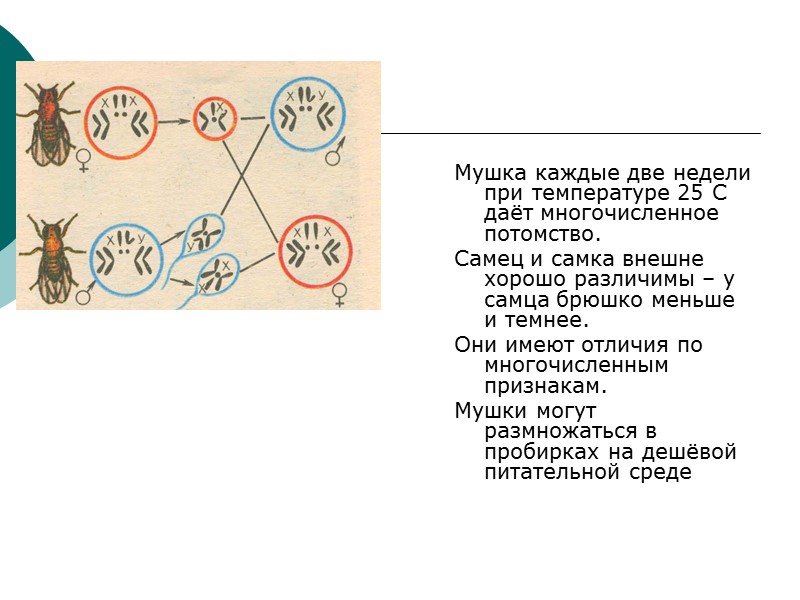 Мушка каждые две недели при температуре 25 С даёт многочисленное потомство. Самец и самка